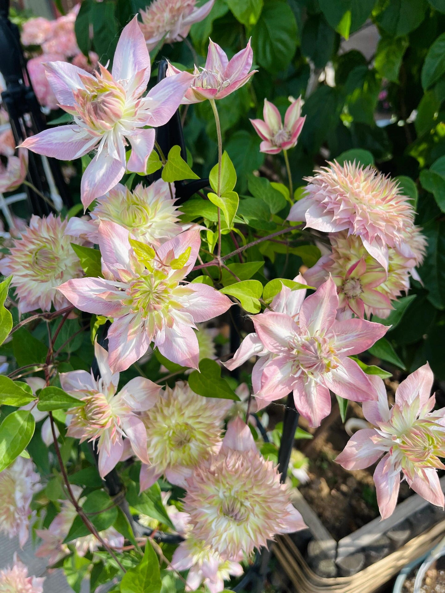 Clematis 【Shamshe】- 9P LivePlant| Double-flowered| Cold Hardy| 昼天使| 桃万重| Heat Resistant