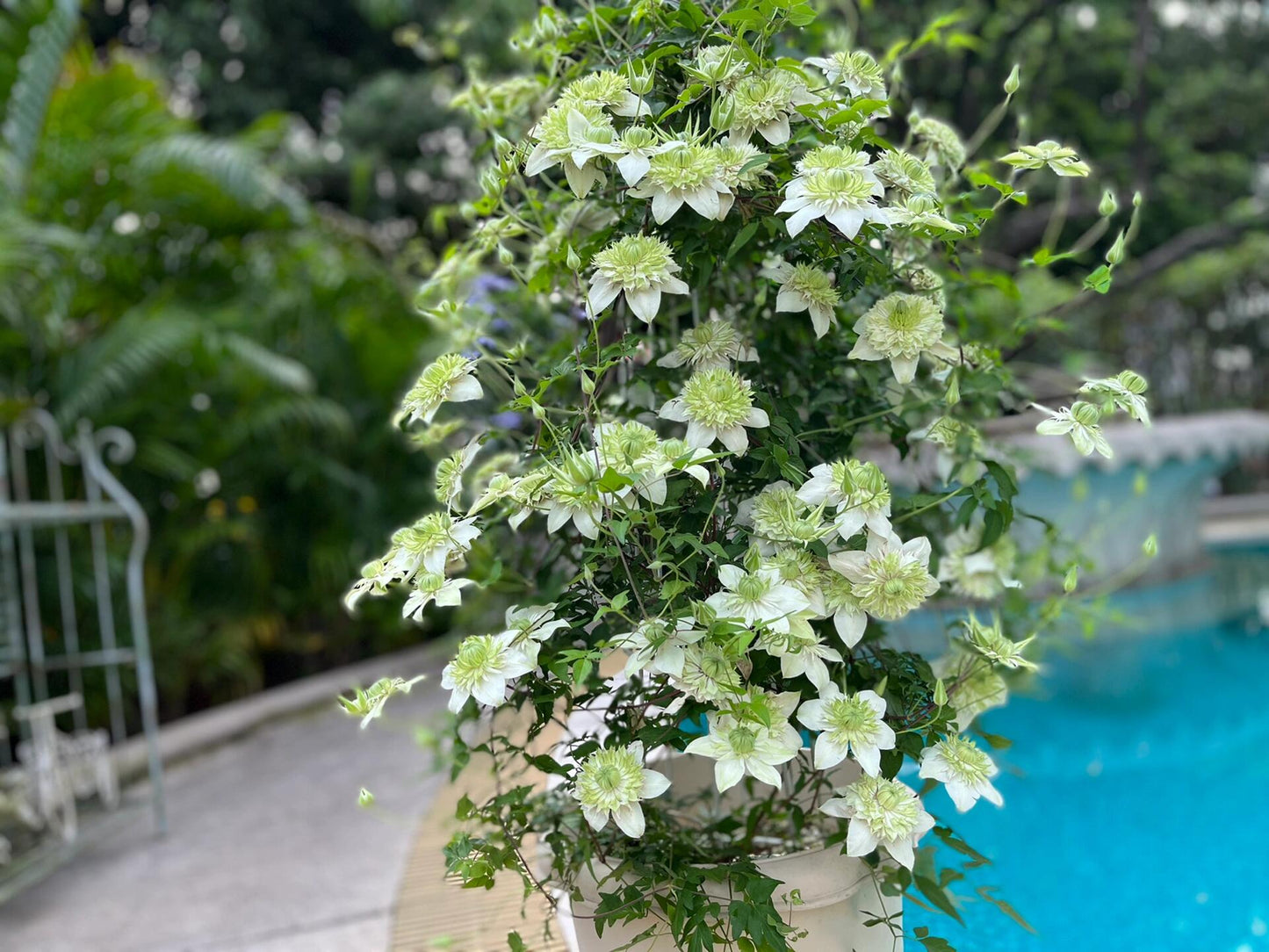 Clematis 【Alba Plenal | 白万重】-  9P LivePlant| Shade Tolerant| 小绿| 绿玉| Popular Varieties|