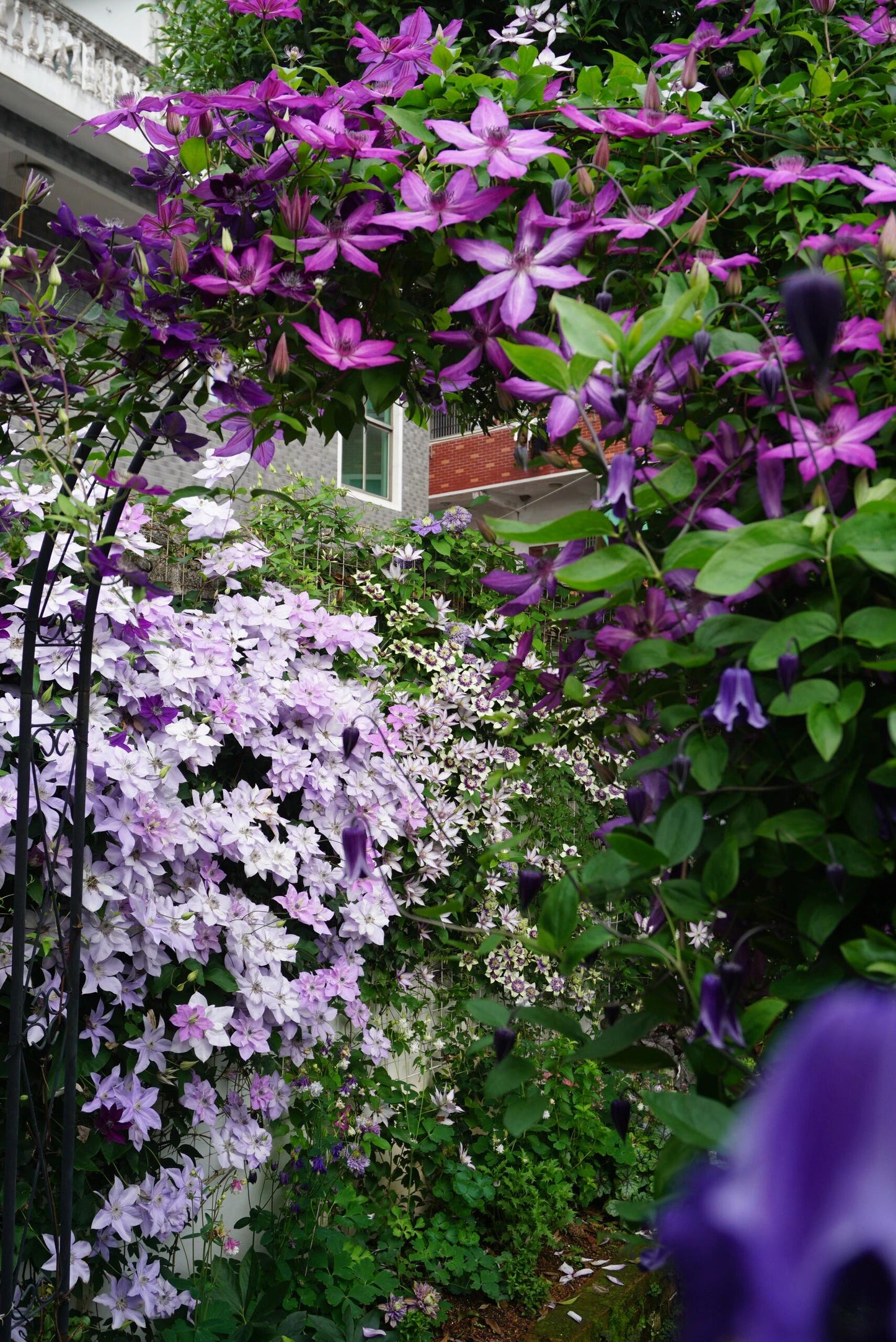 Clematis【Reflections】- LivePlant｜倒影| Double-flowered| Cold Hardy|Perennial|Pollinator Friendly| Low Maintenance| Popular| Bloom Repeatedly