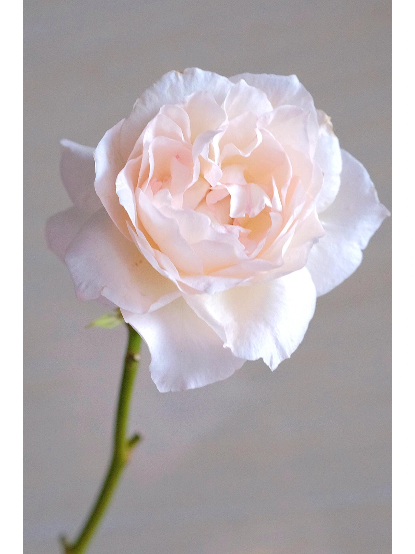 Rose【Aube Legere｜オーブ・レジェール】- 5 Gal Live Plant｜黎明天空｜Less Thorns｜Ever-Blooming｜New Variety 2019