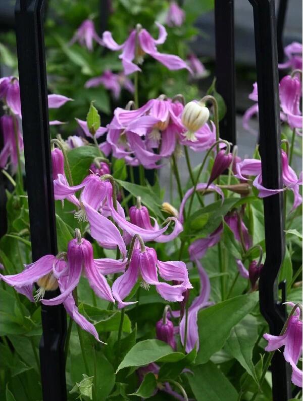 Clematis【Hanajima｜はなじま｜花島】- LivePlant｜花岛| Ballet Dancer| Upright clematis, perfect for container planting| Easy to Grow| Low Maintenance