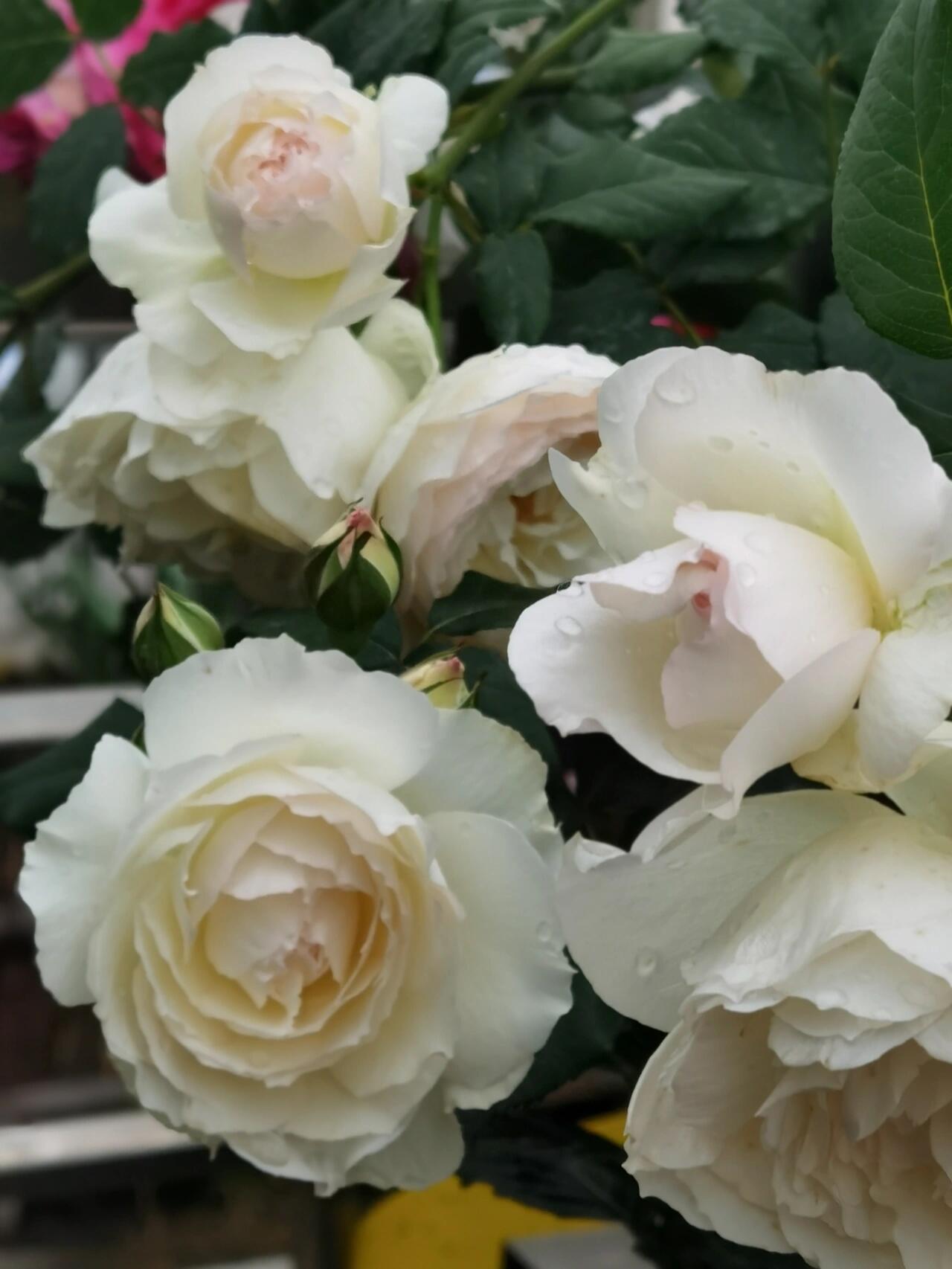 Rose【Shizuku｜しずく】-1.5Gal OwnRoot LivePlant｜心之水滴| Extended vase life| Long florescence | Prolific blooming| Floribunda Rose| Everbloomer