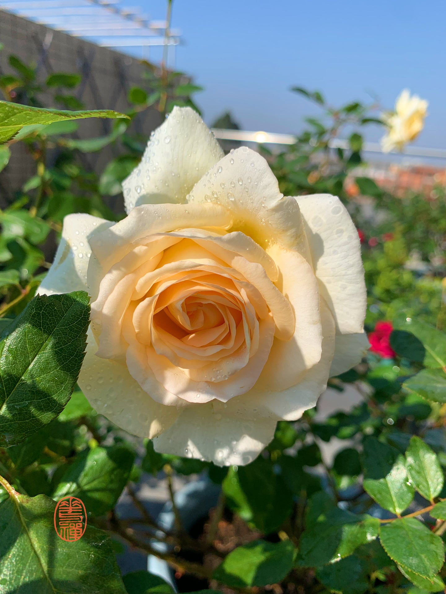 Rose【Anastasia】- 1.5 Gal OwnRoot LivePlant｜假面公主｜Award-Winning Variety｜Popular Yellow