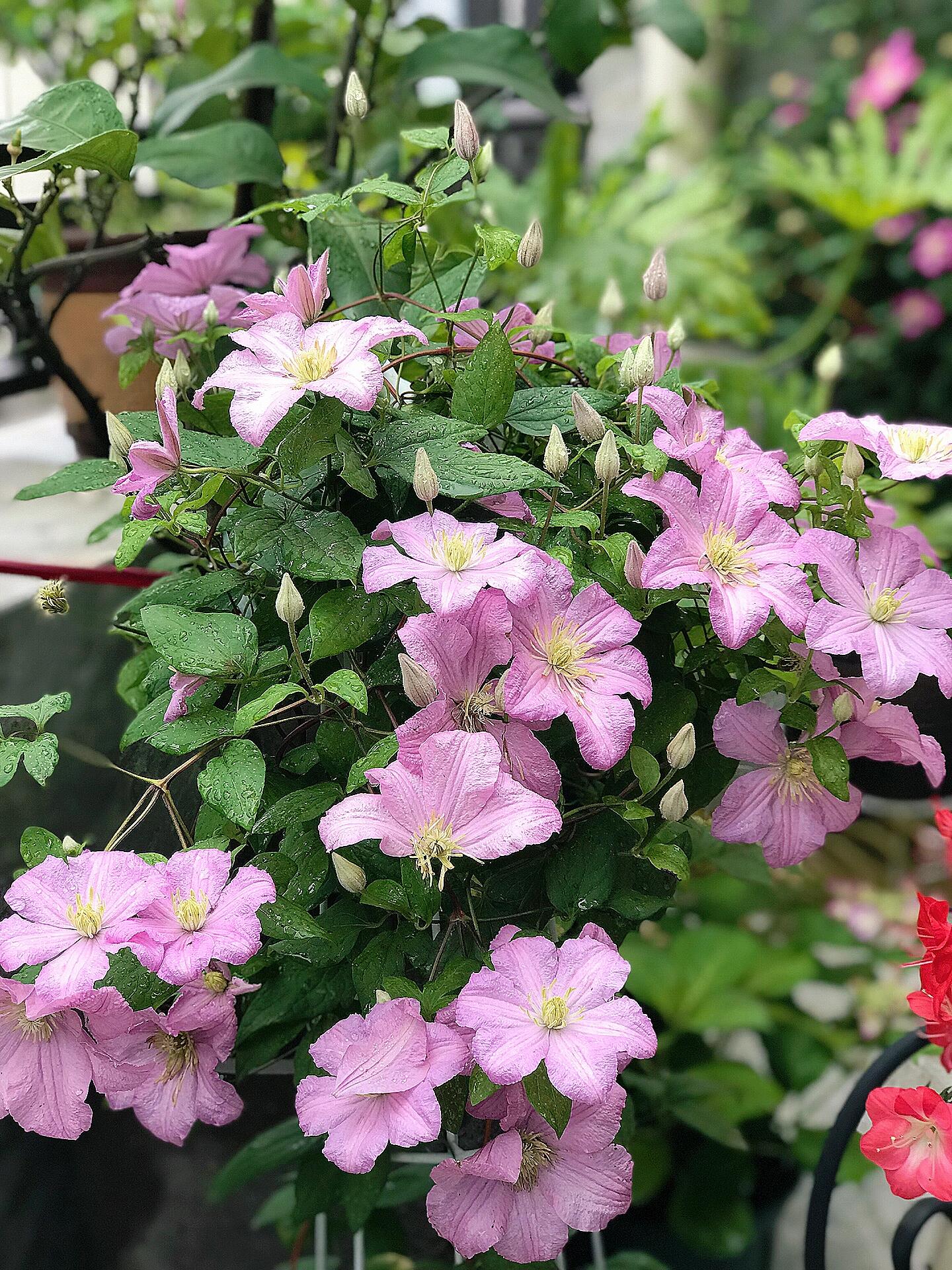 Clematis【Comtesse de Bouchaud】- LivePlant｜包查德 女侯爵｜Cute Flower