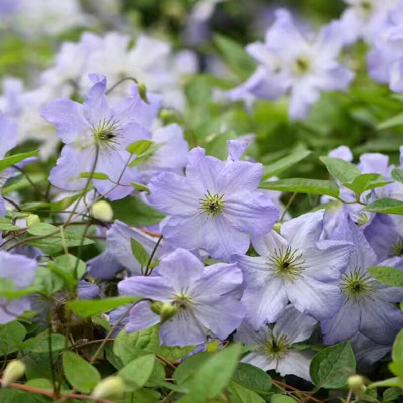 Clematis【Sea Breeze】- Live plant with flower buds｜海风｜Blue Clematis