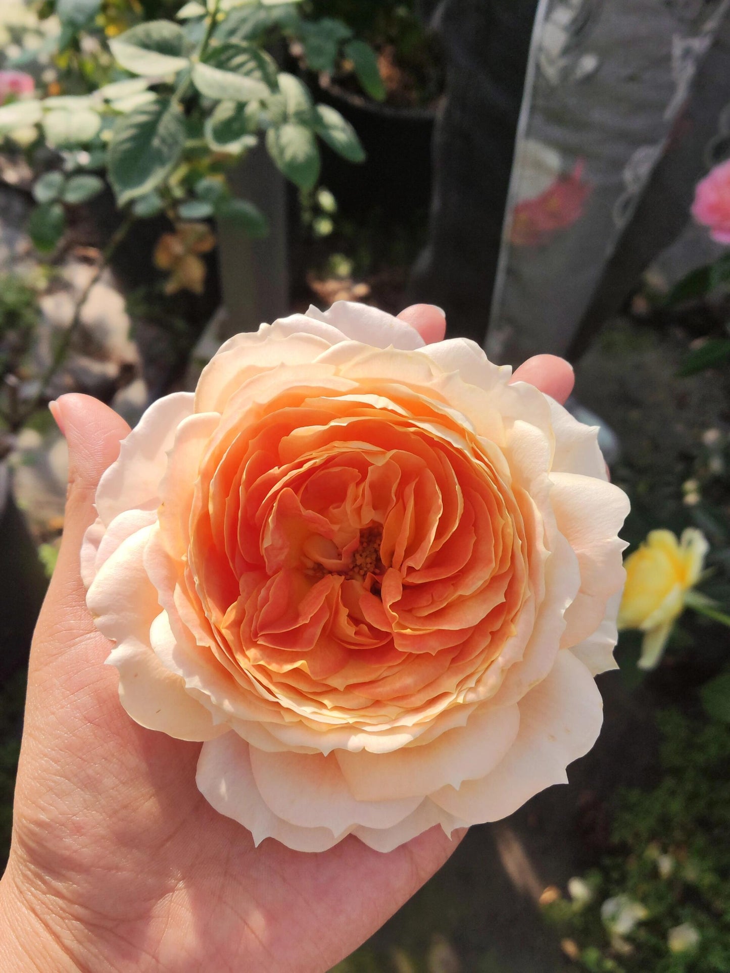 Rose【Caramel Antike】-OwnRoot LivePlant｜Large Bloom｜焦糖古董| Heat Resistant| Flawless| Less Thorns| Floribunda| Redolent| Sunshine Rose