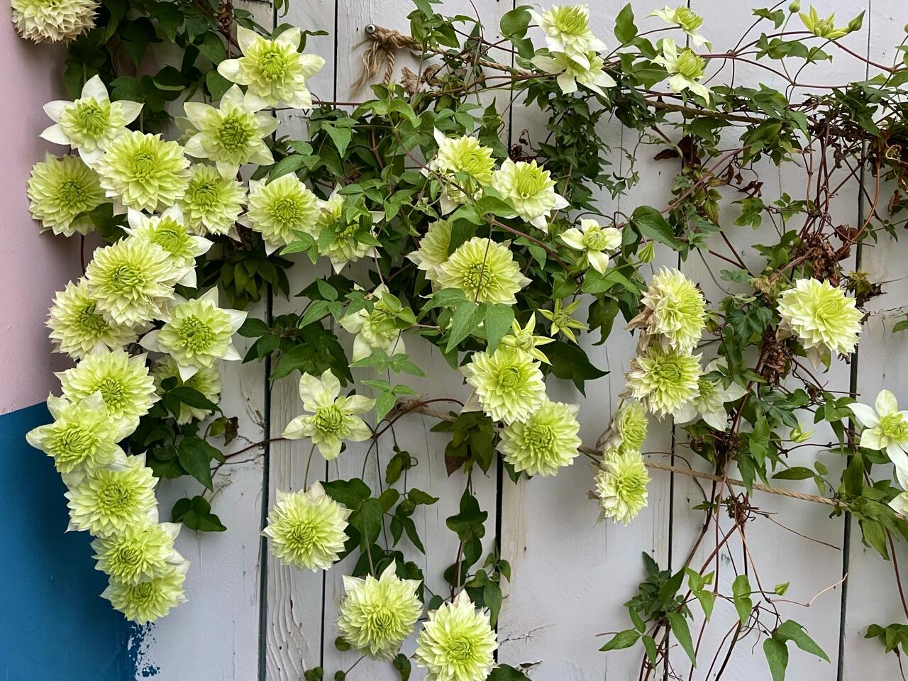 Clematis【Peppermint｜ミント】- LivePlant｜薄荷