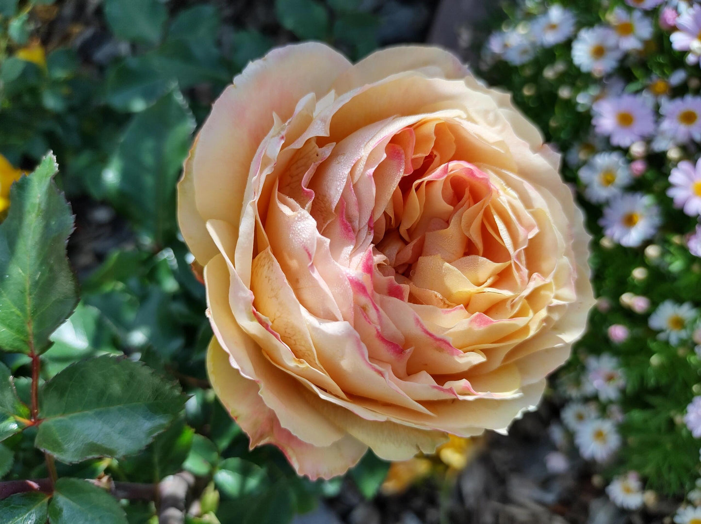 Rose【Caramel Antike】-OwnRoot LivePlant｜Large Bloom｜焦糖古董| Heat Resistant| Flawless| Less Thorns| Floribunda| Redolent| Sunshine Rose