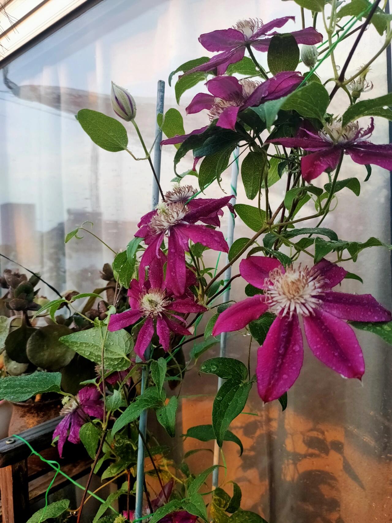 Rare Clematis【Nishiki｜錦】- Live Plant｜锦｜Bi-color: starts pale pink, deepens to purple-pink