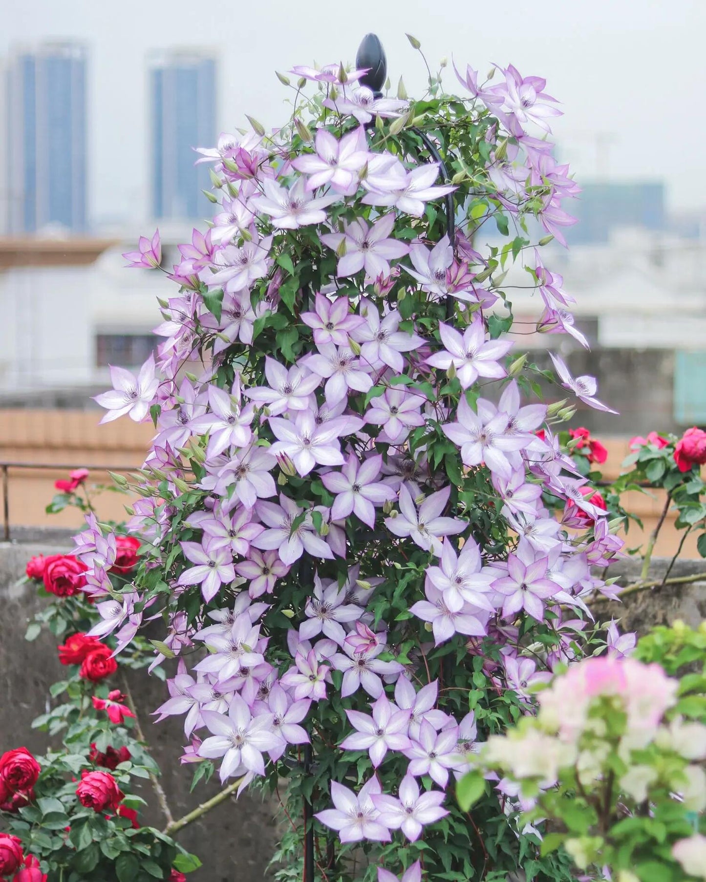 Clematis 【Utopia｜ユートピア】-  9P LivePlant| Popular varieties in Japan| Fast Growing| 乌托邦