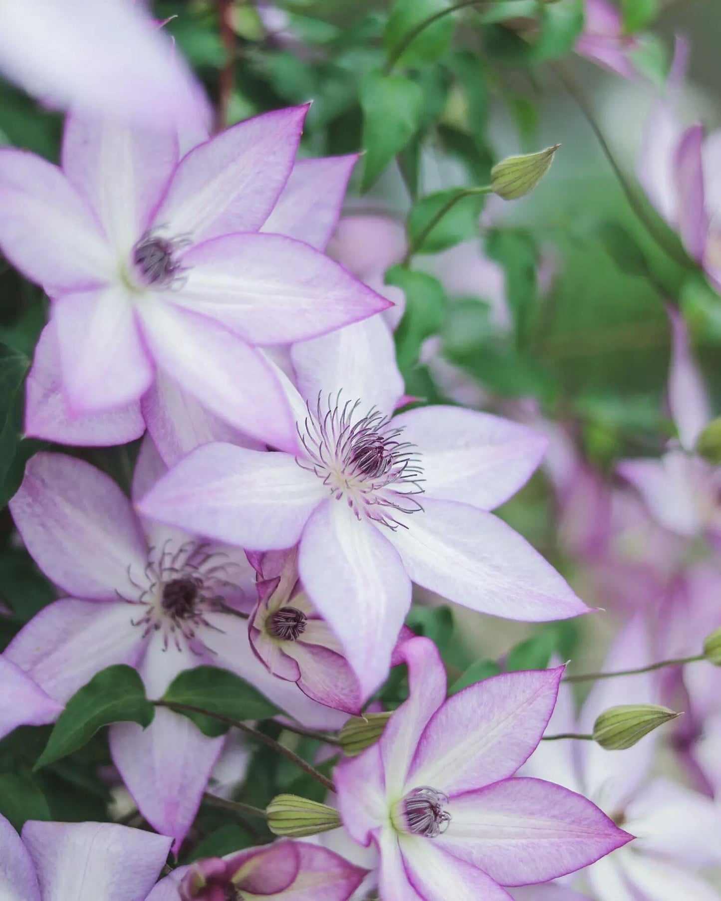 Clematis 【Utopia｜ユートピア】- Pre-Order - Ships Oct 1st Week｜Popular varieties in Japan| Fast Growing| 乌托邦