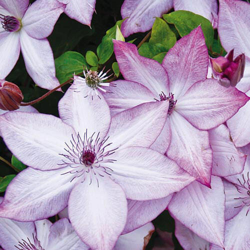 Clematis 【Utopia｜ユートピア】- Pre-Order - Ships Oct 1st Week｜Popular varieties in Japan| Fast Growing| 乌托邦