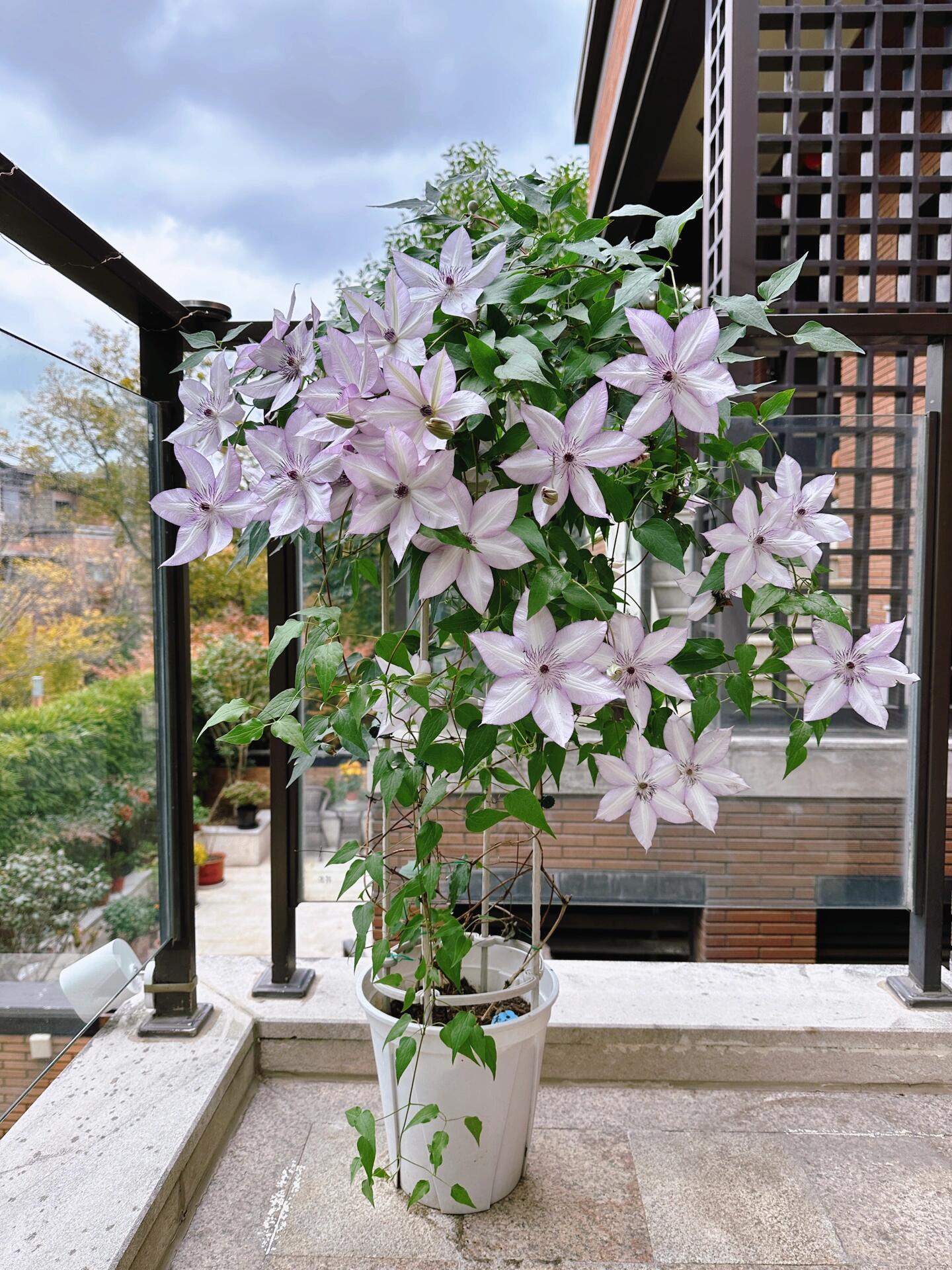 Clematis 【Utopia｜ユートピア】-  9P LivePlant| Popular varieties in Japan| Fast Growing| 乌托邦