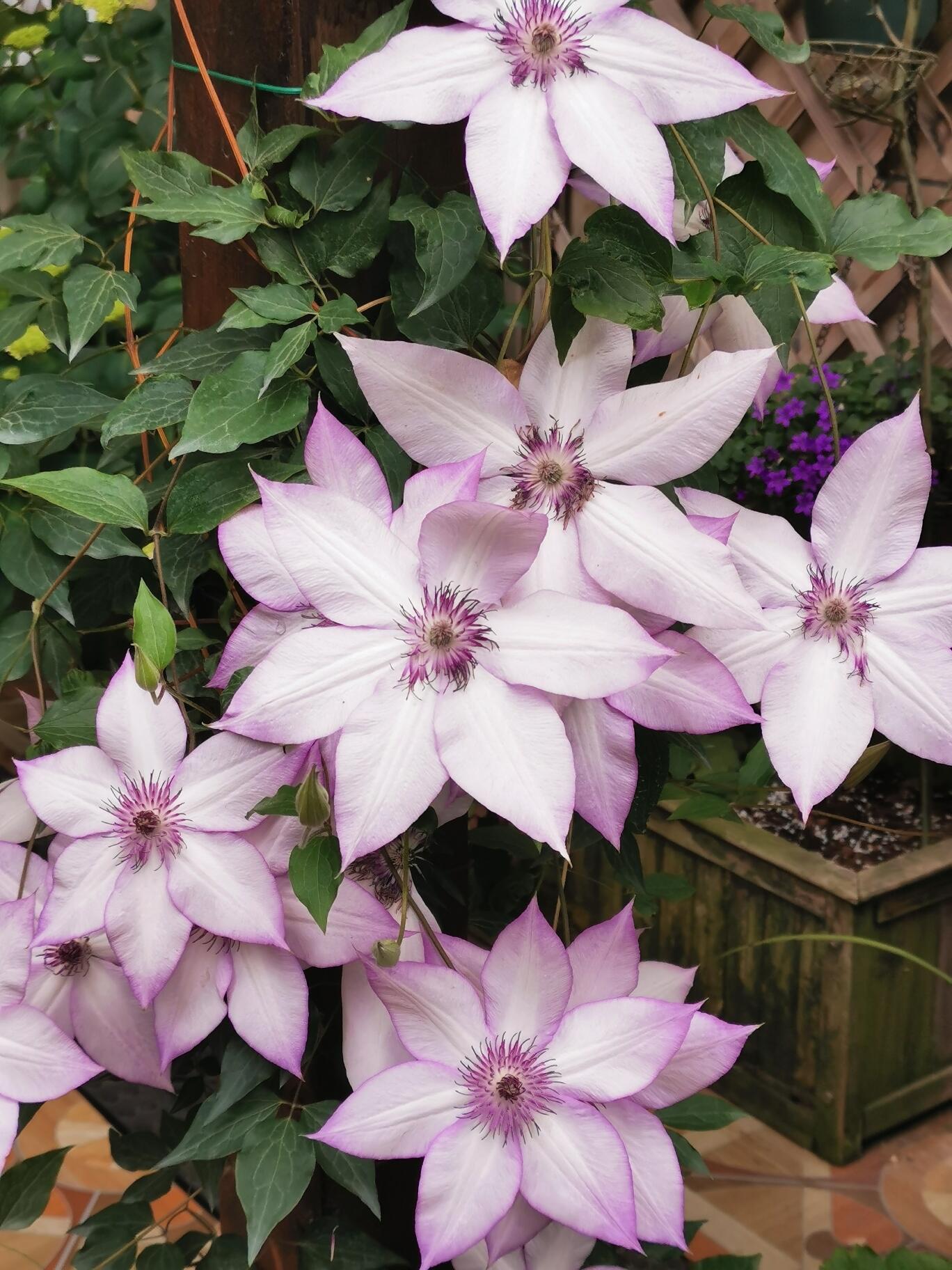 Clematis 【Utopia｜ユートピア】- Pre-Order - Ships Oct 1st Week｜Popular varieties in Japan| Fast Growing| 乌托邦