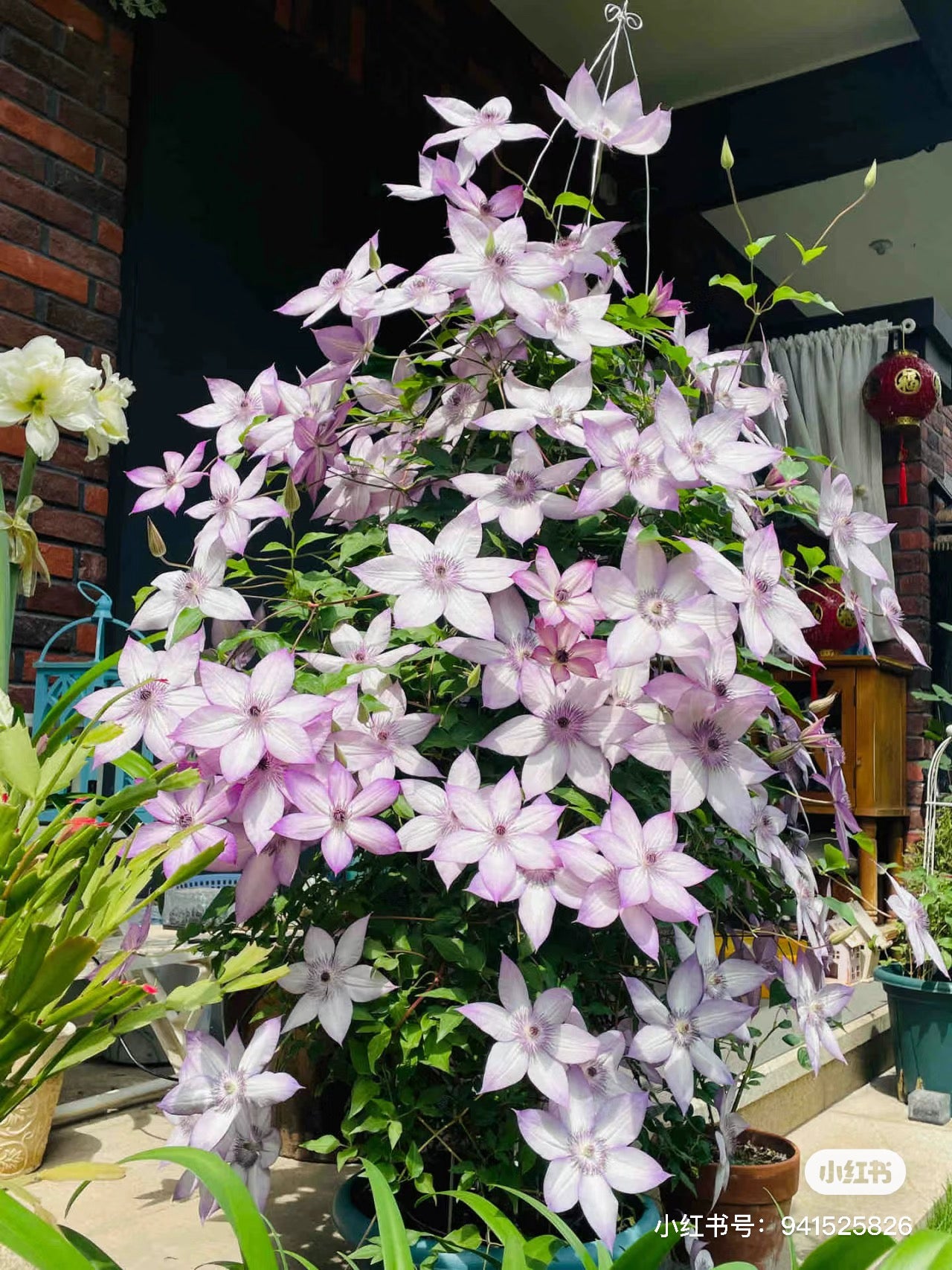 Clematis 【Utopia｜ユートピア】- Pre-Order - Ships Oct 1st Week｜Popular varieties in Japan| Fast Growing| 乌托邦