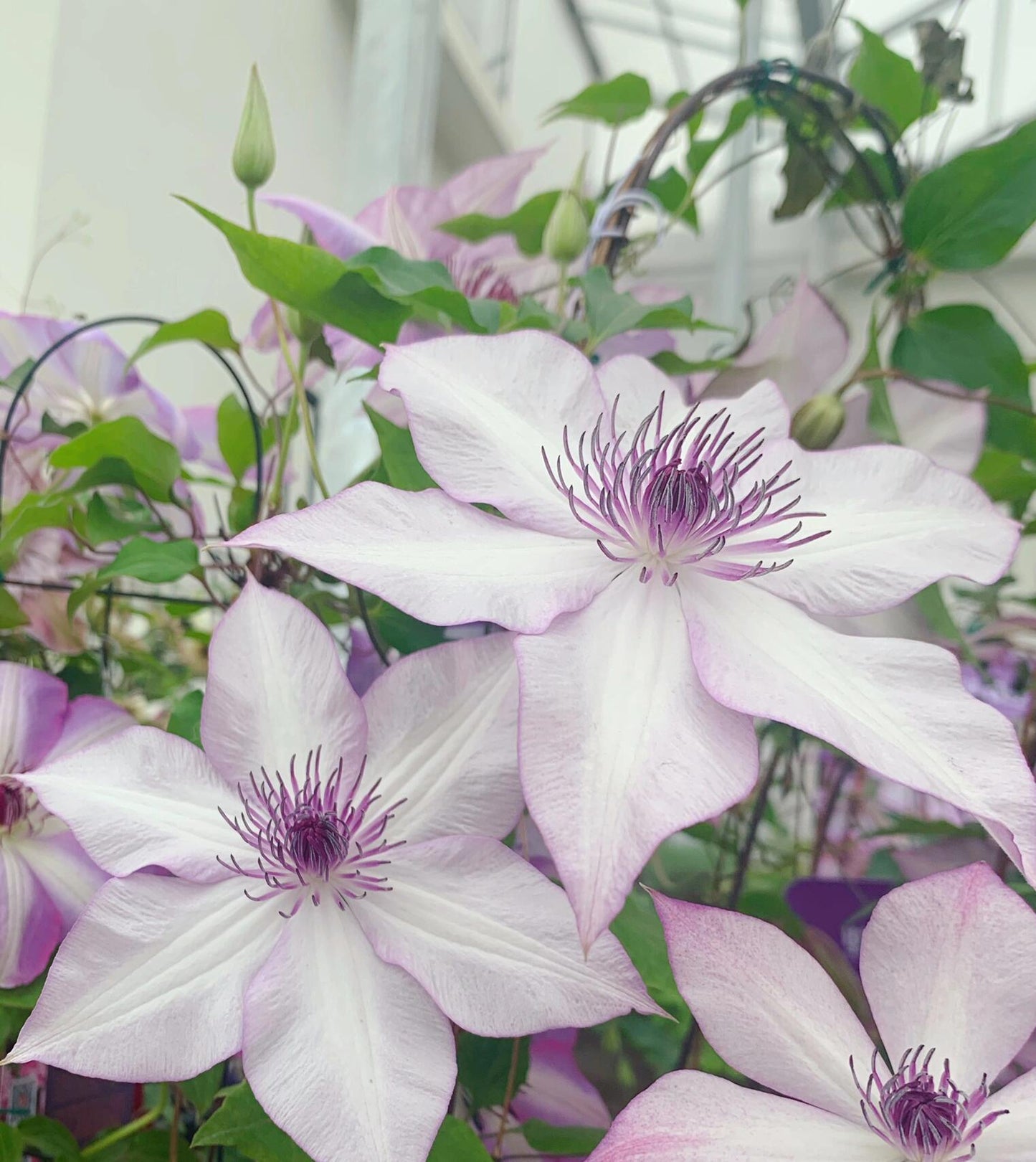 Clematis 【Utopia｜ユートピア】- Pre-Order - Ships Oct 1st Week｜Popular varieties in Japan| Fast Growing| 乌托邦