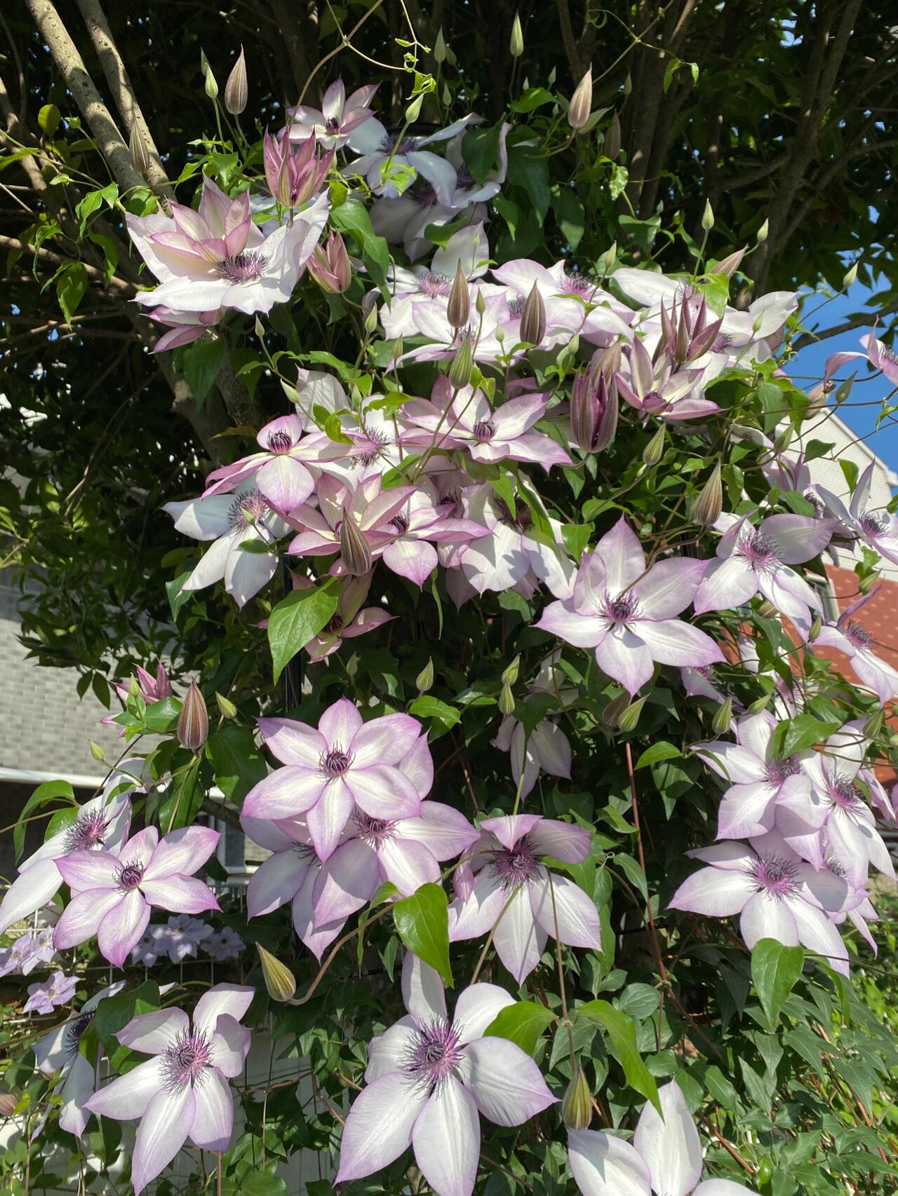 Clematis 【Utopia｜ユートピア】- Pre-Order - Ships Oct 1st Week｜Popular varieties in Japan| Fast Growing| 乌托邦