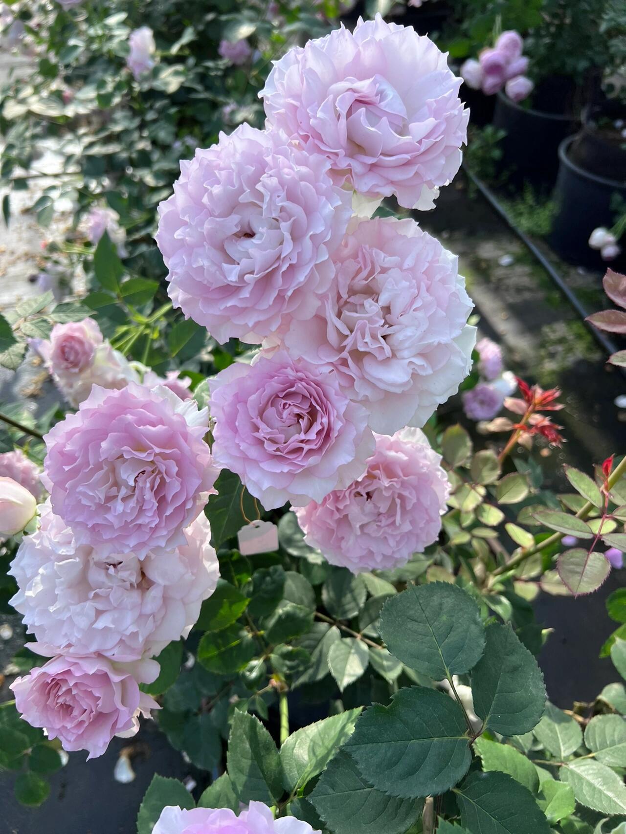 Rose【Lu Ning Xiang｜露凝香| Dew Serenade】- 1.5Gal OwnRoot LivePlant| Heat Resistant| Redolent| Less-Thorns| Dreamy| Highly Recommended| New 2022