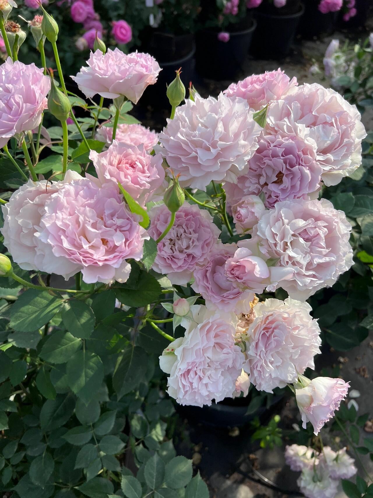 Rose【Lu Ning Xiang｜露凝香| Dew Serenade】- 1.5Gal OwnRoot LivePlant| Heat Resistant| Redolent| Less-Thorns| Dreamy| Highly Recommended| New 2022