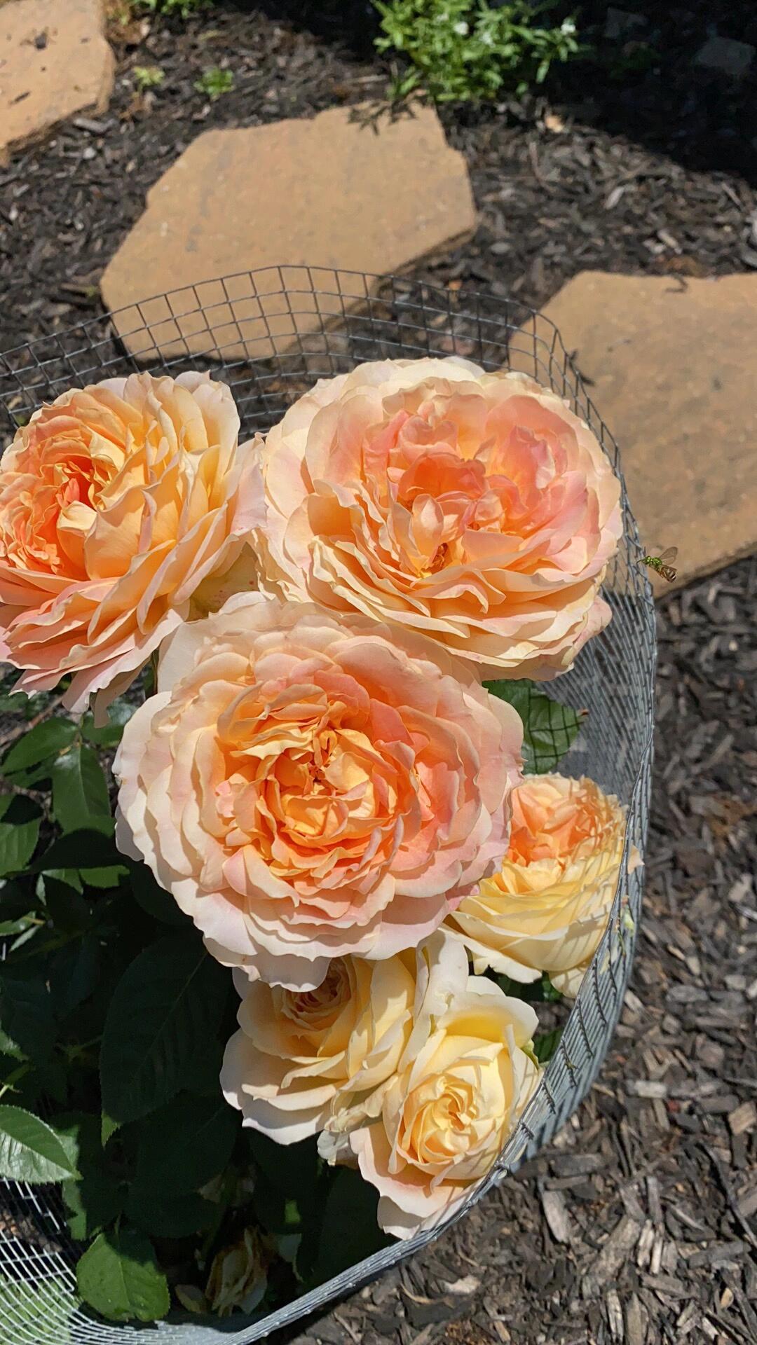 Rose【Caramel Antike】-OwnRoot LivePlant｜Large Bloom｜焦糖古董| Heat Resistant| Flawless| Less Thorns| Floribunda| Redolent| Sunshine Rose