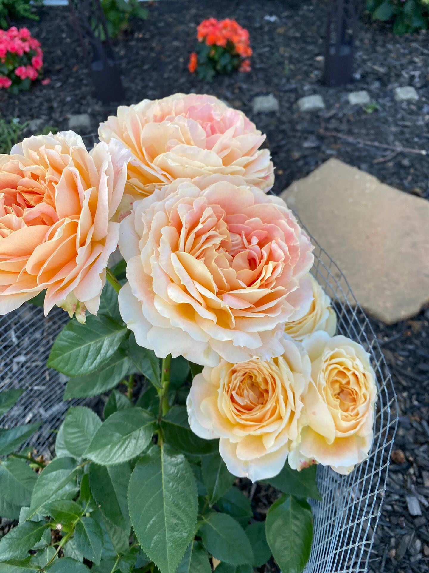 Rose【Caramel Antike】-OwnRoot LivePlant｜Large Bloom｜焦糖古董| Heat Resistant| Flawless| Less Thorns| Floribunda| Redolent| Sunshine Rose