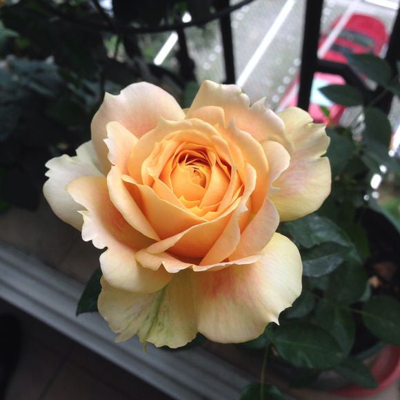 Rose【Caramel Antike】-OwnRoot LivePlant｜Large Bloom｜焦糖古董| Heat Resistant| Flawless| Less Thorns| Floribunda| Redolent| Sunshine Rose