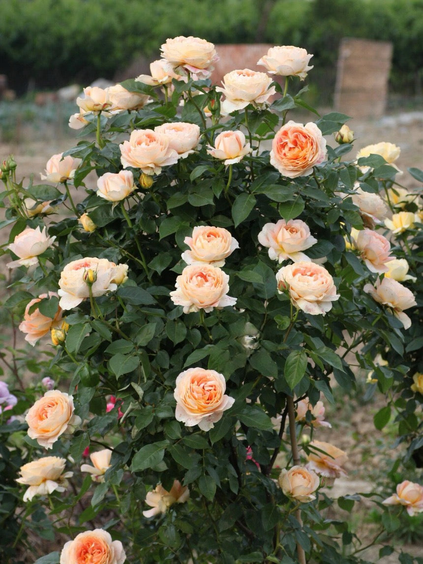 Rose【Caramel Antike】-OwnRoot LivePlant｜Large Bloom｜焦糖古董| Heat Resistant| Flawless| Less Thorns| Floribunda| Redolent| Sunshine Rose