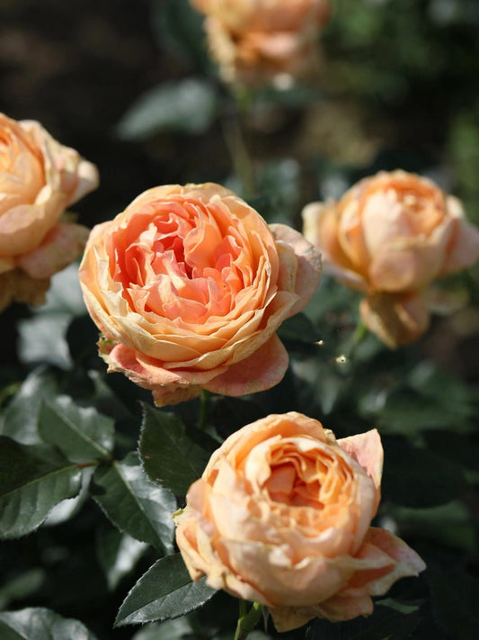 Rose【Caramel Antike】-OwnRoot LivePlant｜Large Bloom｜焦糖古董| Heat Resistant| Flawless| Less Thorns| Floribunda| Redolent| Sunshine Rose