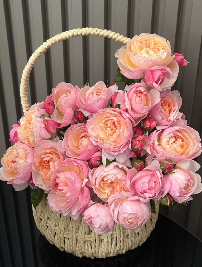 Rose【YingYing Fen| 盈盈粉| Blushing Petal】-Pre-Order - |Ships Oct 1st Week| 1.5Gal Own Root Bare Root| 2022 New Variety| Rich in flower colors| Floribunda Rose| Balcony