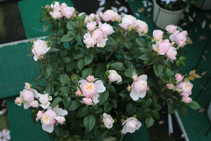 Rose【YingYing Fen| 盈盈粉| Blushing Petal】-Pre-Order - |Ships Oct 1st Week| 1.5Gal Own Root Bare Root| 2022 New Variety| Rich in flower colors| Floribunda Rose| Balcony