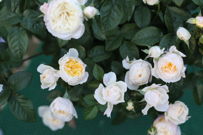 Rose【YingYing Fen| 盈盈粉| Blushing Petal】-Pre-Order - |Ships Oct 1st Week| 1.5Gal Own Root Bare Root| 2022 New Variety| Rich in flower colors| Floribunda Rose| Balcony