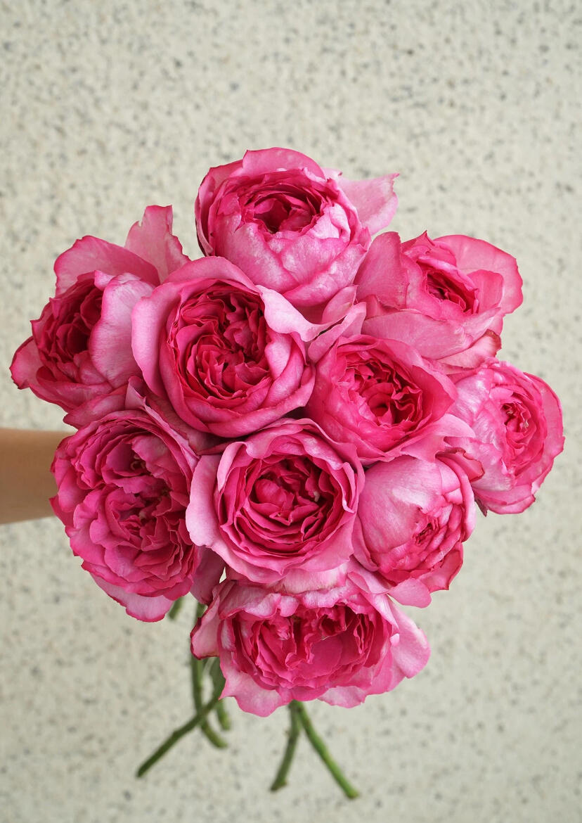 Rosa 【Yves Piaget|イヴピアッチェ】 - 2Gal OwnRoot LivePlants| Redolent| Peony Bloom| Ruffle lace|  Less Thorns | Classic Yves |伊芙伯爵| Retro Fuchsia