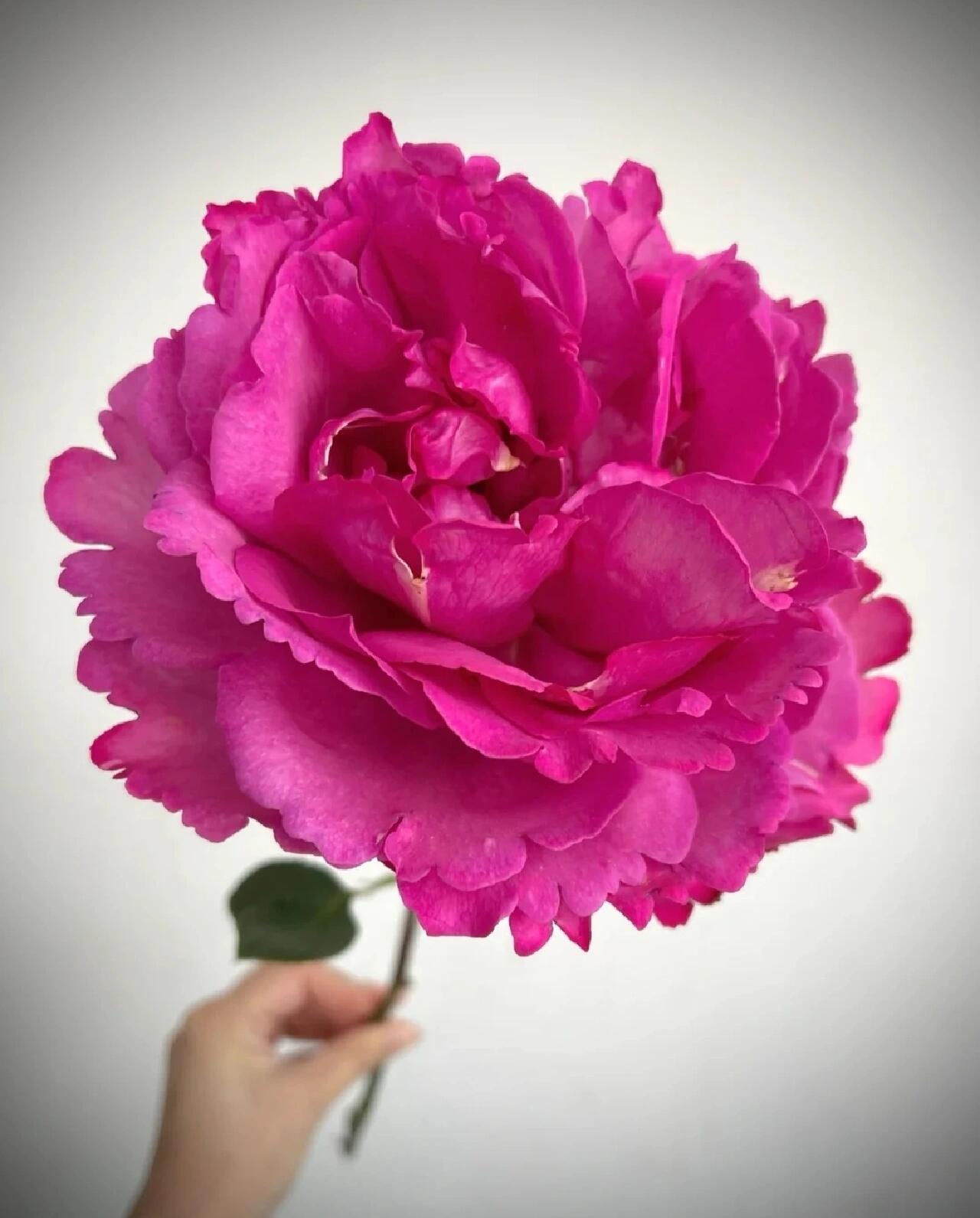 Rosa 【Yves Piaget|イヴピアッチェ】 - 2Gal OwnRoot LivePlants| Redolent| Peony Bloom| Ruffle lace|  Less Thorns | Classic Yves |伊芙伯爵| Retro Fuchsia