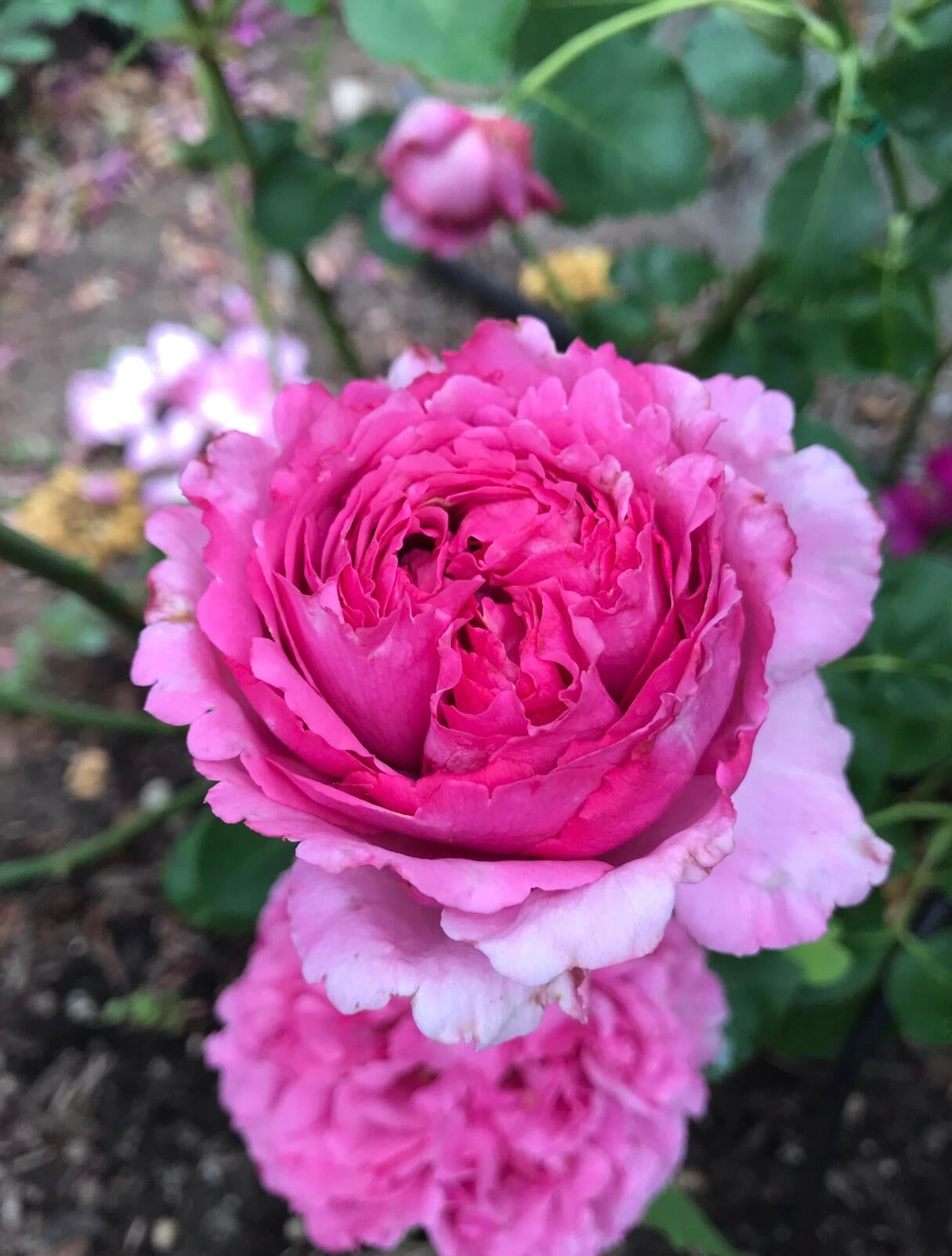 Rosa 【Yves Piaget|イヴピアッチェ】 - 2Gal OwnRoot LivePlants| Redolent| Peony Bloom| Ruffle lace|  Less Thorns | Classic Yves |伊芙伯爵| Retro Fuchsia