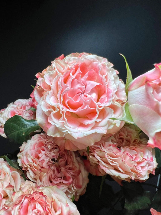 Rose【Very Cute| かわいい教主】- 1.5 Gal OwnRoot LivePlant| Florists Rose| 小可爱| Vivid colors| Extended vase life| Scalloped Petals| Cute Goddess| 可爱教主