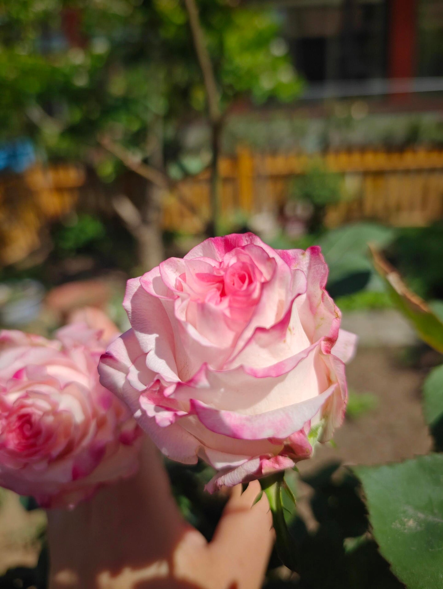 Rose【Very Cute| かわいい教主】- 1.5 Gal OwnRoot LivePlant| Florists Rose| 小可爱| Vivid colors| Extended vase life| Scalloped Petals| Cute Goddess| 可爱教主