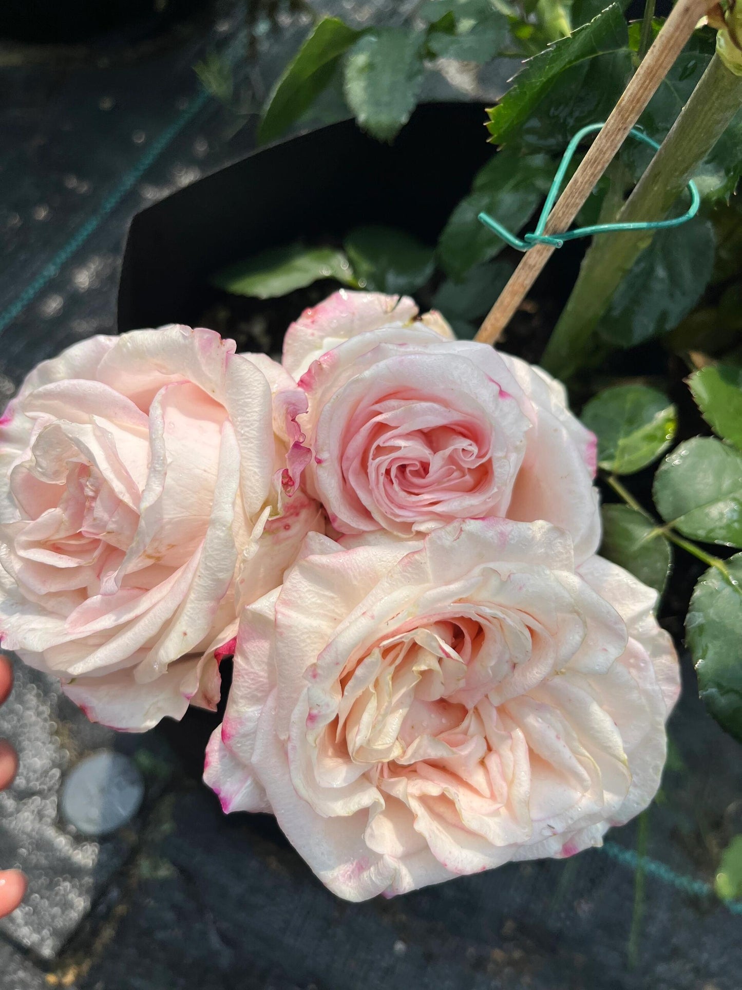 Rose【Very Cute| かわいい教主】- 1.5 Gal OwnRoot LivePlant| Florists Rose| 小可爱| Vivid colors| Extended vase life| Scalloped Petals| Cute Goddess| 可爱教主