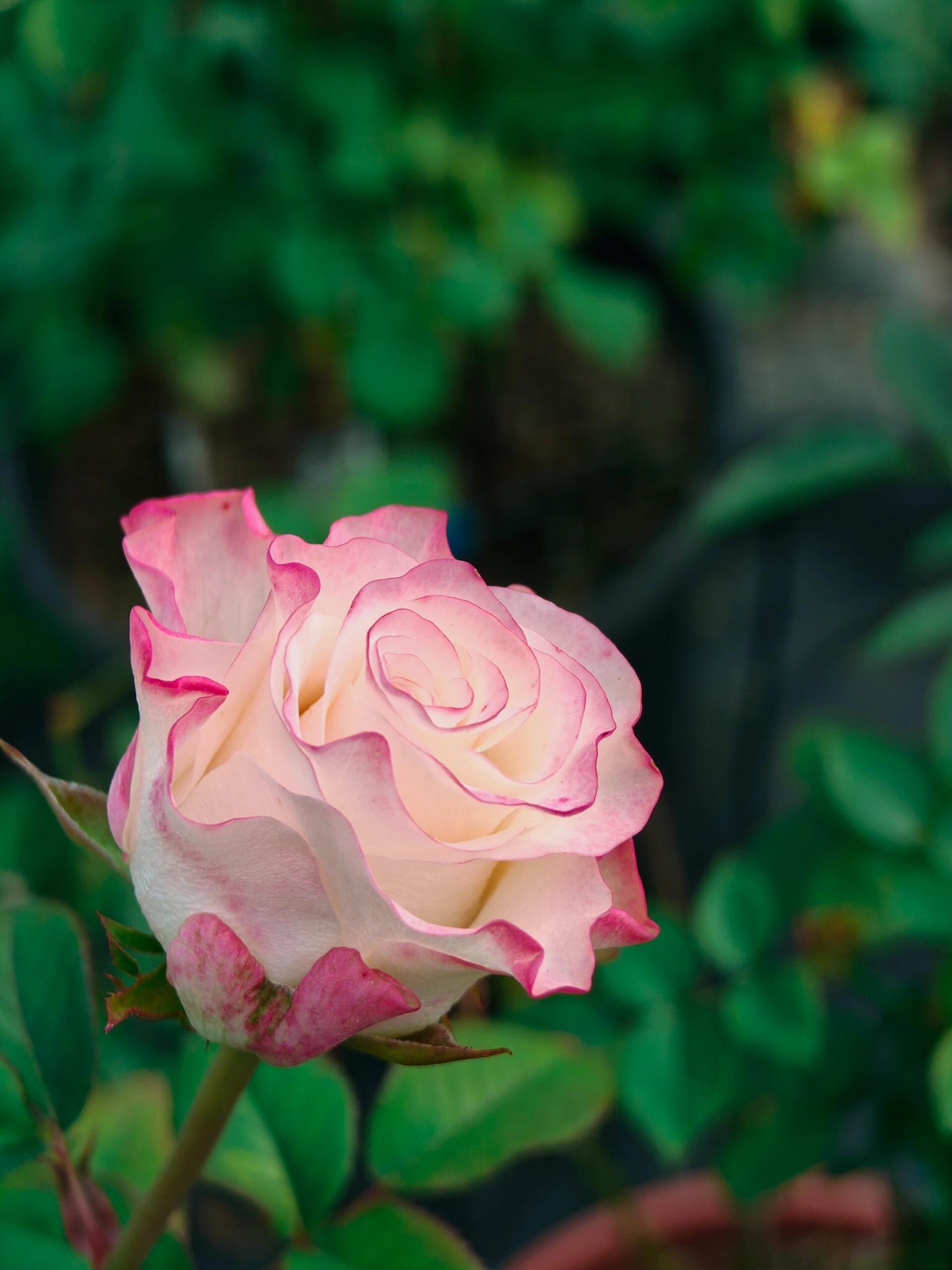 Rose【Very Cute| かわいい教主】- 1.5 Gal OwnRoot LivePlant| Florists Rose| 小可爱| Vivid colors| Extended vase life| Scalloped Petals| Cute Goddess| 可爱教主