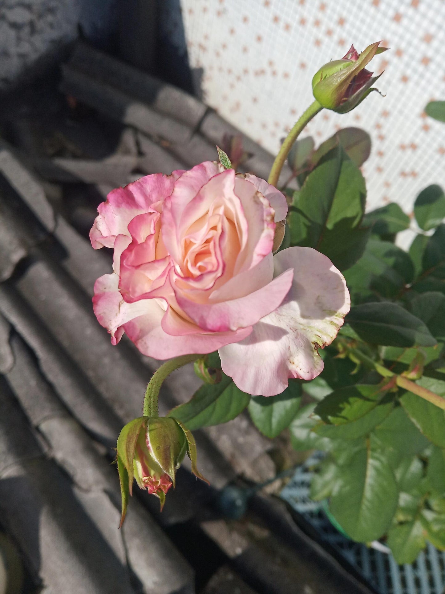 Rose【Very Cute| かわいい教主】- 1.5 Gal OwnRoot LivePlant| Florists Rose| 小可爱| Vivid colors| Extended vase life| Scalloped Petals| Cute Goddess| 可爱教主