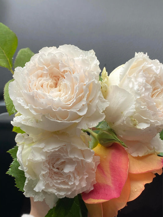 Rose【Shirabe| しらべ 】- Long florescence | Redolent|音调|  Floribunda Rose| Scalloped Petals| Strong Growth| Wedding Rose