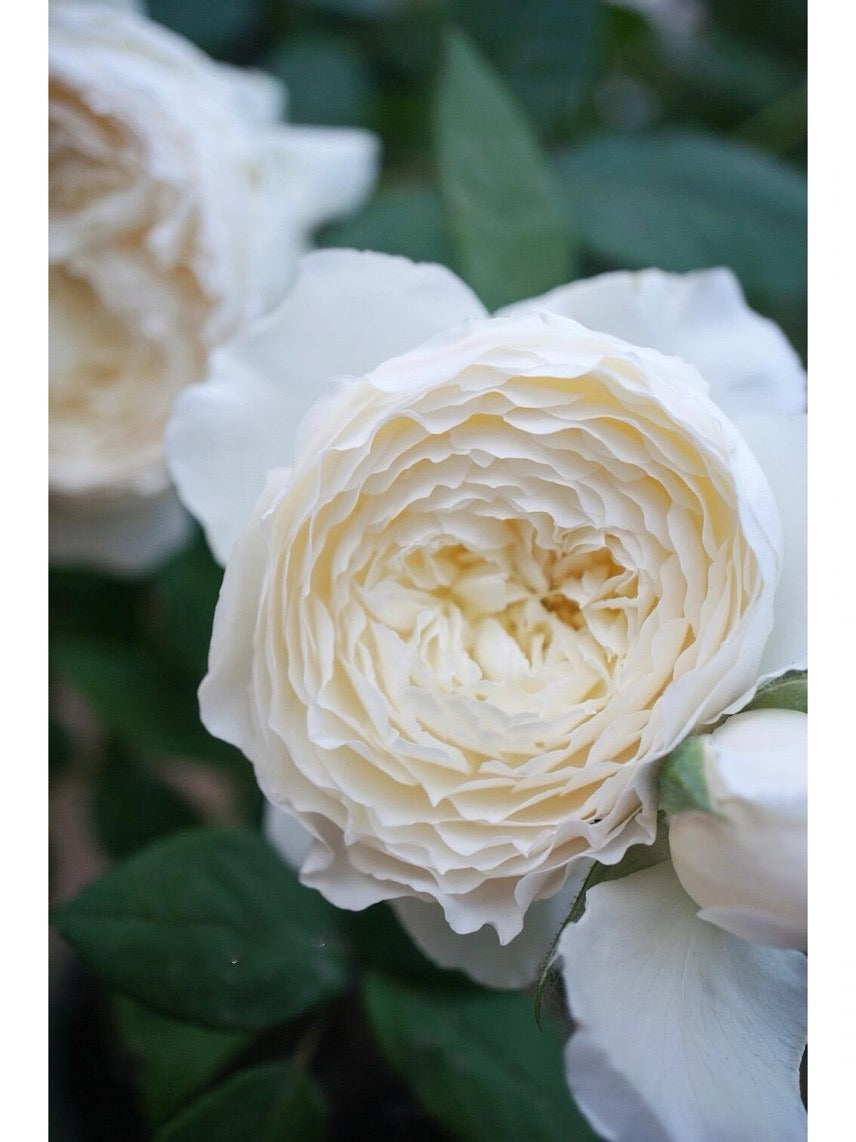 Rose【Shirabe| しらべ 】- Long florescence | Redolent|音调|  Floribunda Rose| Scalloped Petals| Strong Growth| Wedding Rose