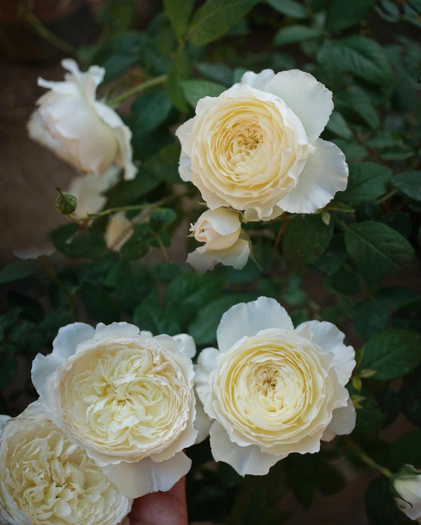 Rose【Shirabe| しらべ 】- Long florescence | Redolent|音调|  Floribunda Rose| Scalloped Petals| Strong Growth| Wedding Rose