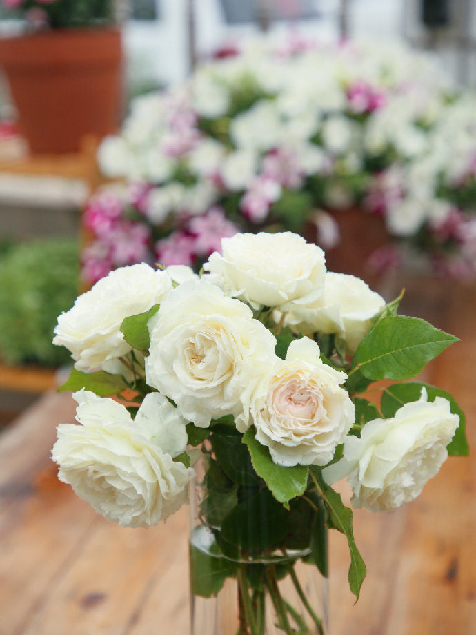 Rose【Shirabe| しらべ 】- Long florescence | Redolent|音调|  Floribunda Rose| Scalloped Petals| Strong Growth| Wedding Rose