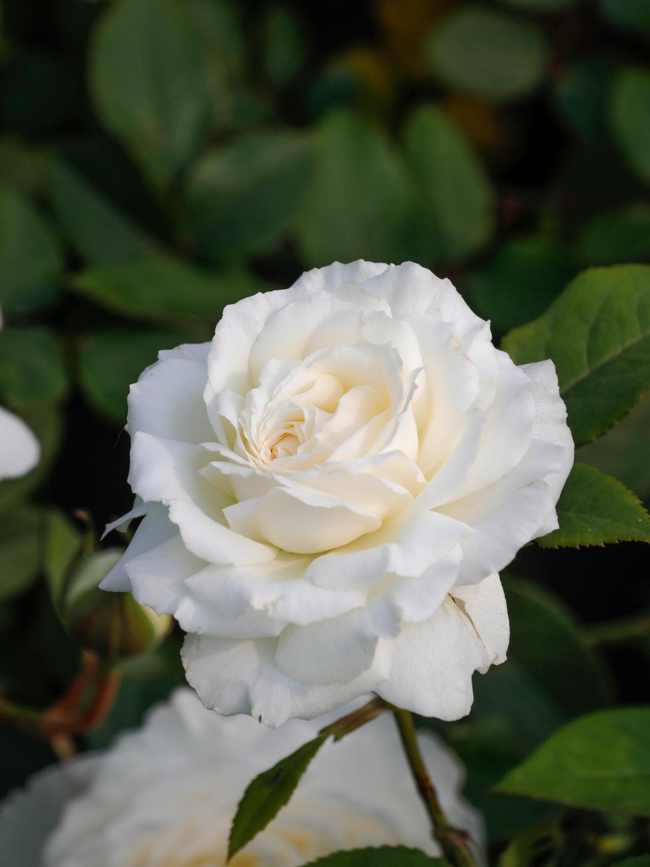 Rose【Shirabe| しらべ 】- Long florescence | Redolent|音调|  Floribunda Rose| Scalloped Petals| Strong Growth| Wedding Rose