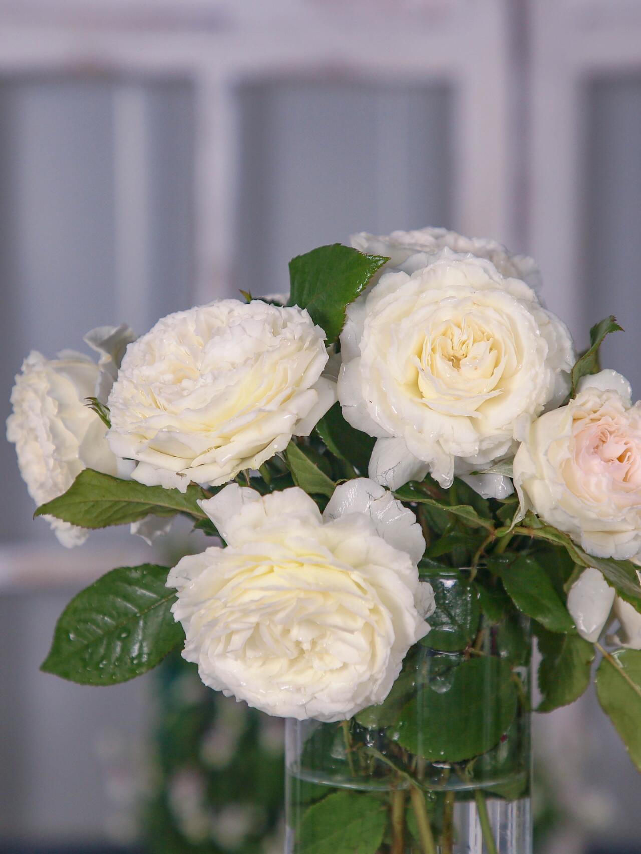 Rose【Shirabe| しらべ 】- Long florescence | Redolent|音调|  Floribunda Rose| Scalloped Petals| Strong Growth| Wedding Rose