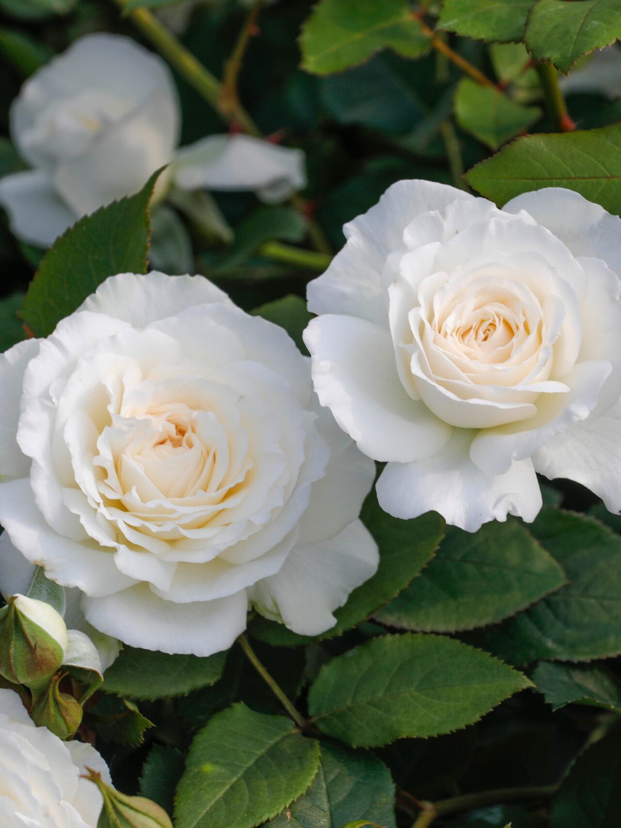 Rose【Shirabe| しらべ 】- Long florescence | Redolent|音调|  Floribunda Rose| Scalloped Petals| Strong Growth| Wedding Rose