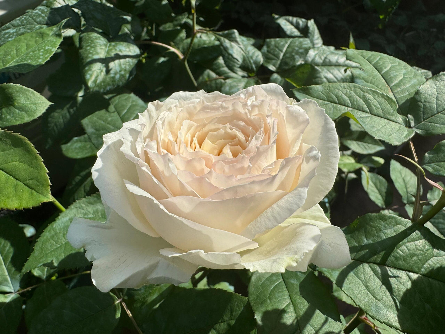 Rose【Shirabe| しらべ 】- Long florescence | Redolent|音调|  Floribunda Rose| Scalloped Petals| Strong Growth| Wedding Rose