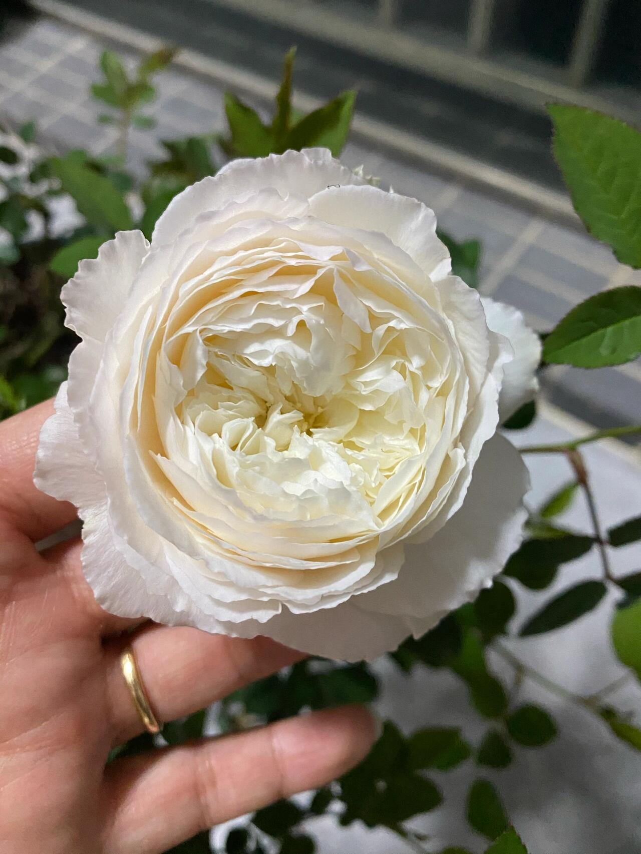 Rose【Shirabe| しらべ 】- Long florescence | Redolent|音调|  Floribunda Rose| Scalloped Petals| Strong Growth| Wedding Rose