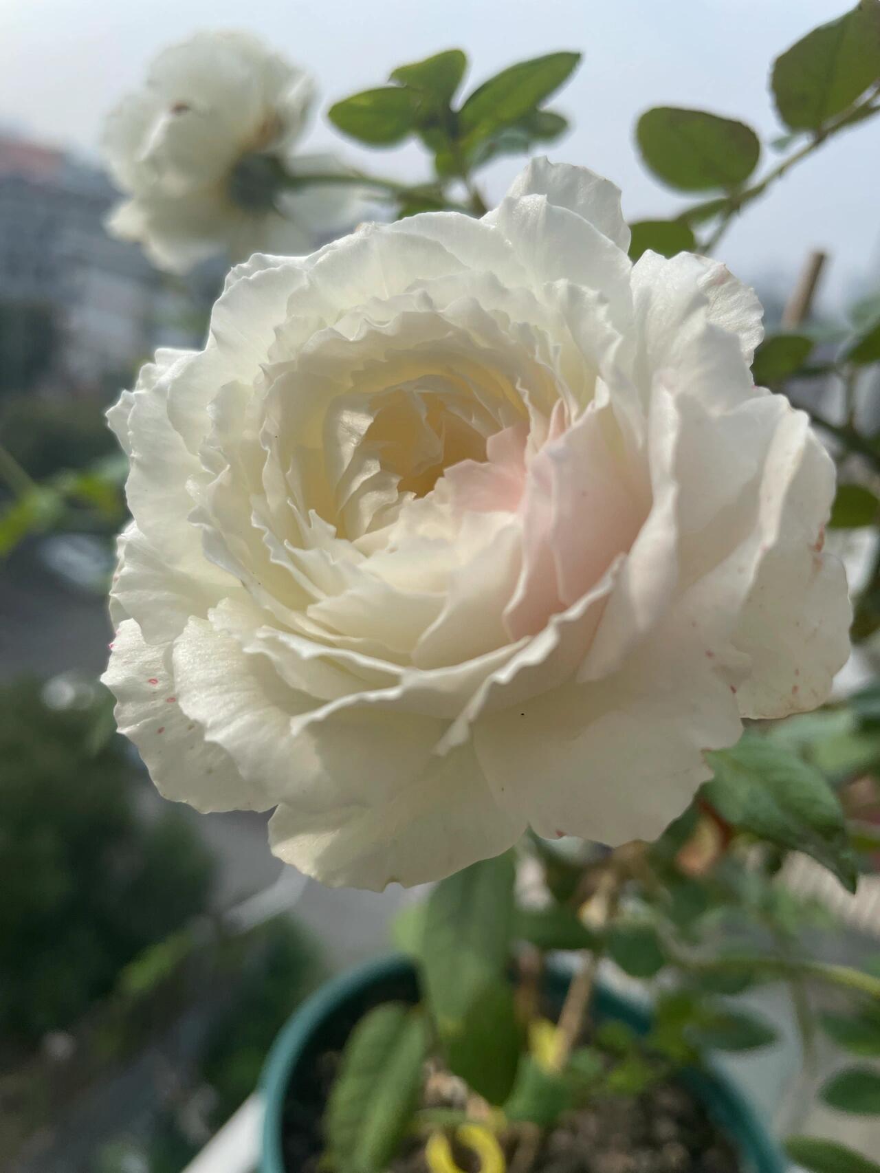 Rose【Shirabe| しらべ 】- Long florescence | Redolent|音调|  Floribunda Rose| Scalloped Petals| Strong Growth| Wedding Rose