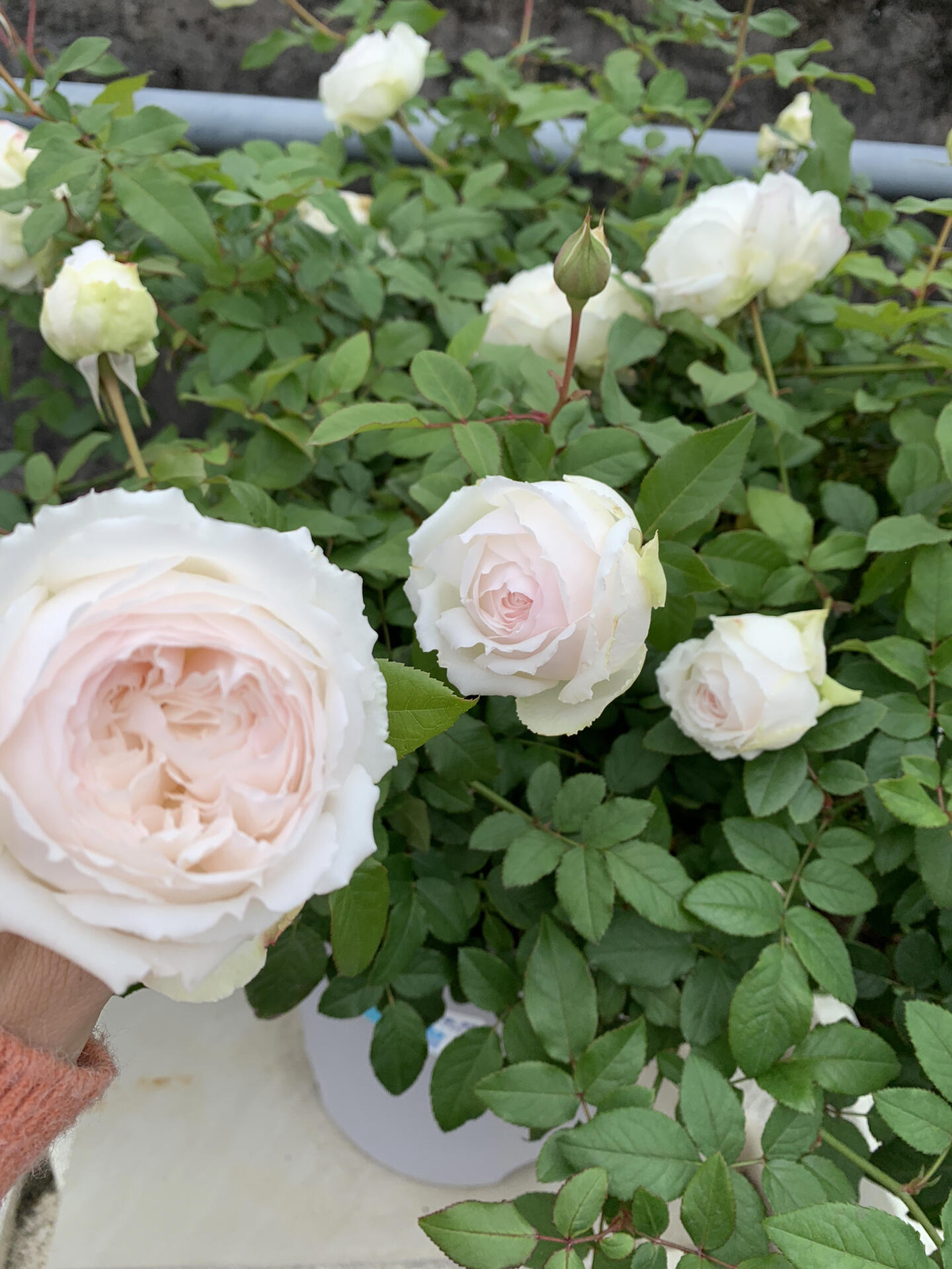 Rose【Shirabe| しらべ 】- Long florescence | Redolent|音调|  Floribunda Rose| Scalloped Petals| Strong Growth| Wedding Rose